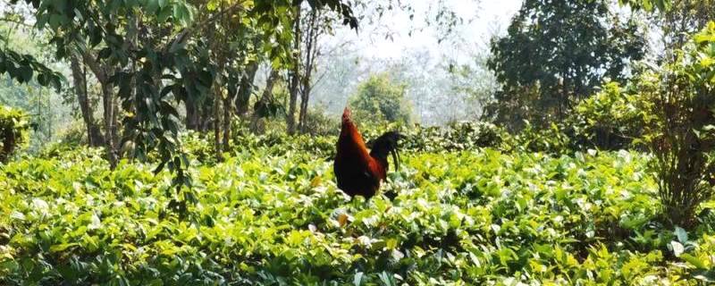 有关于西盟茶园“好帮手” 茶农吃上绿色“生态饭”的热门消息