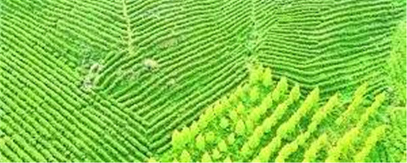 关于贵州长岩村国香茶园2000亩春茶进入黄金采摘期的最新消息