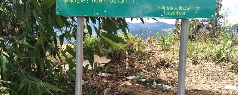 有关于勐海县打击种茶毁林行为 坚决守好绿色“家底”的热门信息