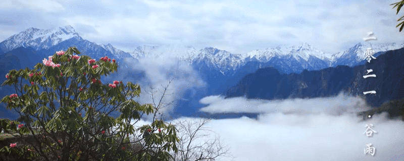 有关于李子柒：深深扎根在中华土地上，历久弥新的茶文化的资讯
