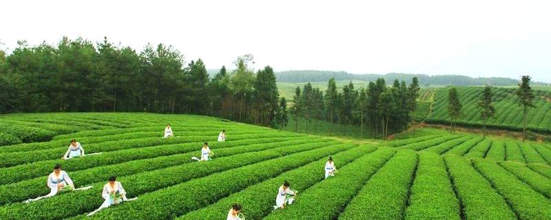 有关于凭啥拿下多项全省第一？黔北小县是这样实现“逆袭”的的最新消息