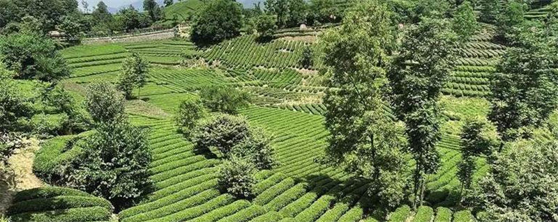 有关于因茶兴业 因茶致富——西乡县茶叶产业发展综述的最新信息