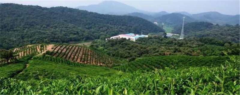 有关于信阳平桥太平山 茶叶总产值达到3.6亿元的热门信息