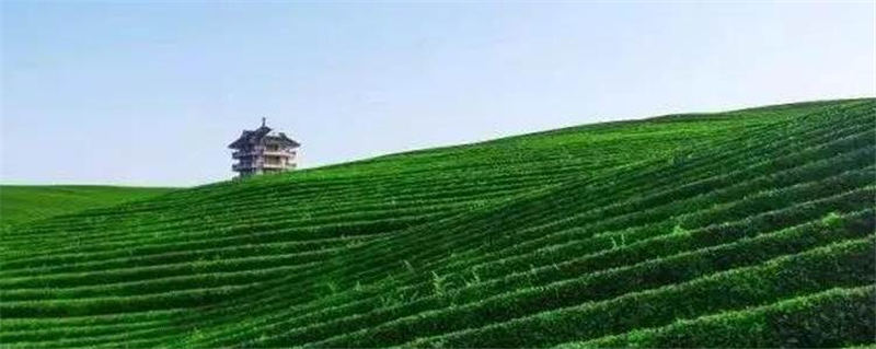 关于遵义市产品质量检验检测院组织专家组深入凤冈、湄潭开展遵义市“两绿一红”茶叶实物标准样采集工作的消息