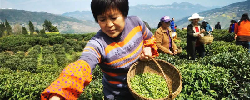 关于重庆巫山：乡村振兴新篇章！ 福田镇茶叶种植增收上千万元的新闻