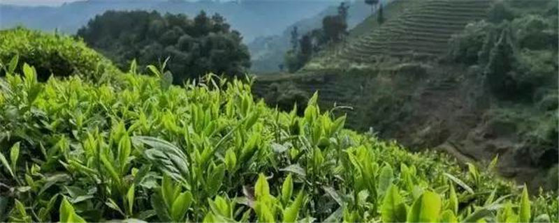 有关于周建武：把保靖黄金茶建成乡村振兴支柱产业和高质量发展重要引擎的新闻