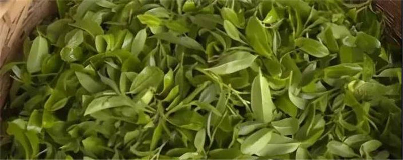 关于古树茶强势回归！2021年云南山头茶价格发布的热门资讯