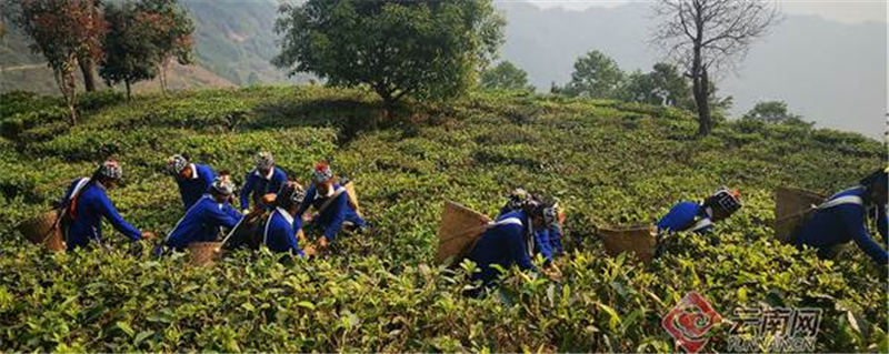 关于普洱江城：春茶茁壮生长 哈尼“雅米”采茶忙的消息