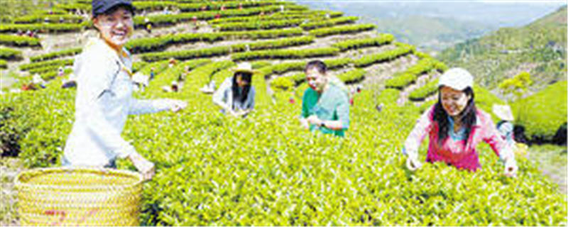 有关于2009年铁观音春茶上市 乐坏茶农 忙坏茶商的热门新闻