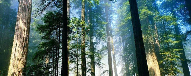 有关于普洱茶经营中的信用困惑(转）的最新资讯