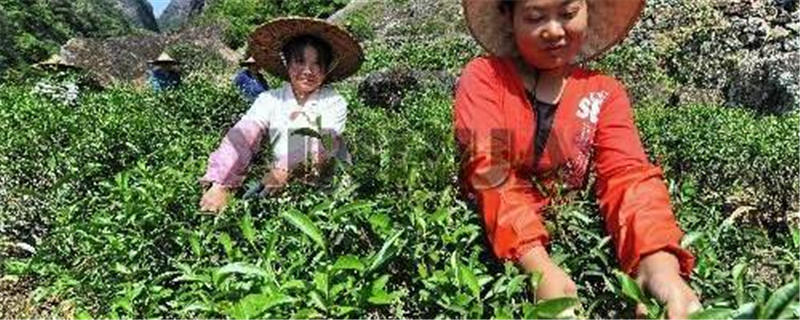 有关于武夷山下茶飘香的最新信息