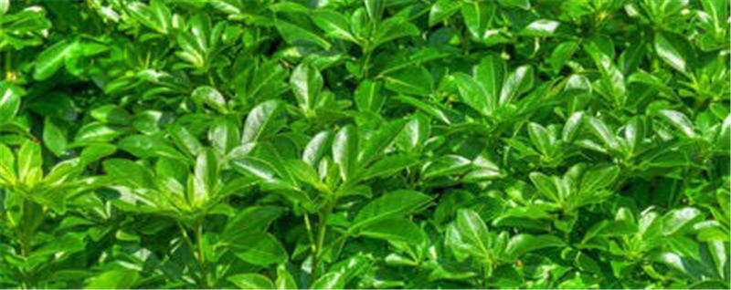 关于抹茶，掘出茶叶新市场的热门新闻