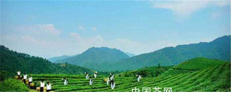 关于黑茶为“媒” 红茶出“嫁”的热门消息