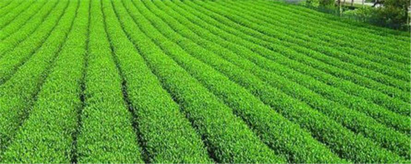 关于峨眉山茶叶成新盈利增长点的热门新闻
