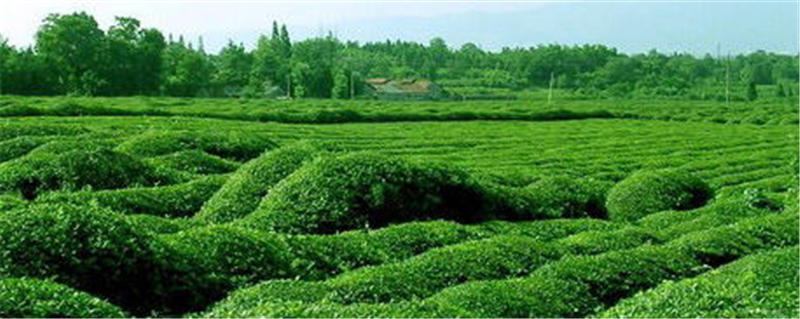 关于融水茶渐成为我国茶叶界的一颗新星的资讯