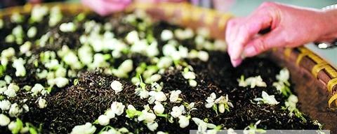 关于苏州花茶能否东山再起的资讯