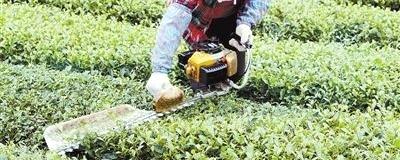 有关于永定县挖掘传统名茶“高东茶”优势的热门信息