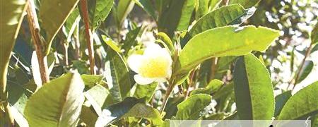 关于贵州湄潭开发新资源食品“茶树花”抢滩市场的热门消息