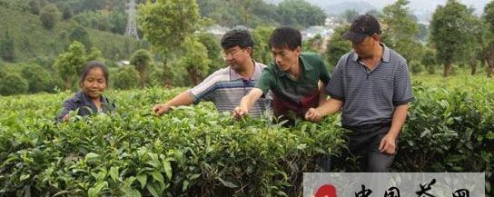 关于茶叶所专家到勐海县曼袄村茶树病虫害诊断的热门消息