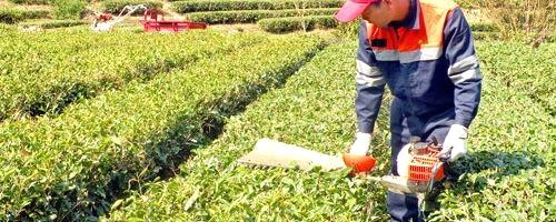 有关于霞浦县高新茶叶示范园推广茶叶高效种植(图)的热门新闻