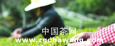 有关于明前茶遭遇大连商家“小范围炒作”的最新信息