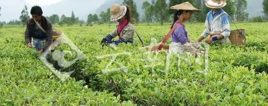 关于耿马全面推进茶产业发展 已呈现良好态势(图)的信息
