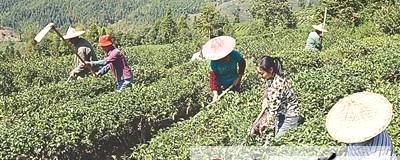 有关于袁荣辉：我只想还原茶的健康本质的热门资讯