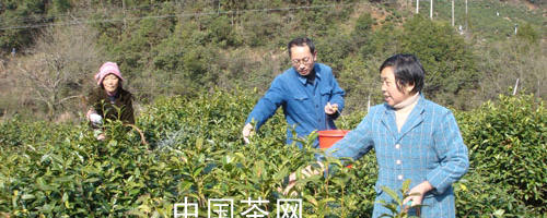 关于休宁各地茶农正值春季茶园管理忙的热门消息
