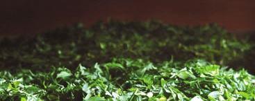 有关于茶局浅析：统筹2015茶叶  茶贱伤农隐忧在前的资讯