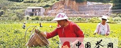 有关于宣恩茶农集中劳力抢抓时间采摘秋茶的新闻