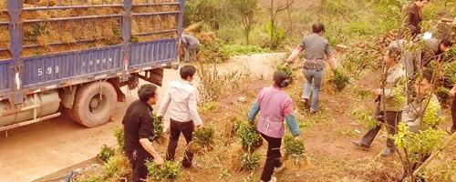 关于高县潆溪乡吹响2013年茶叶连片栽种“集结号”的信息