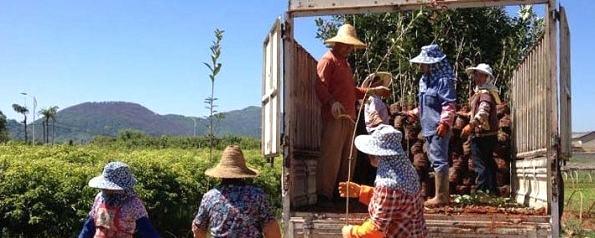 关于宁洱县推进生态茶园覆荫树补植工作的最新信息