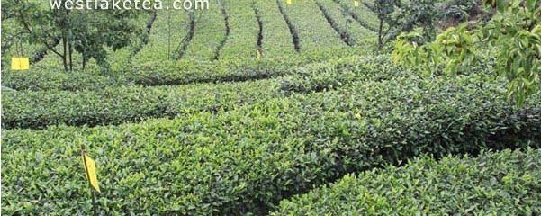 有关于宜宾茶企将参加第十四届西博会 川茶集团首次亮相的消息