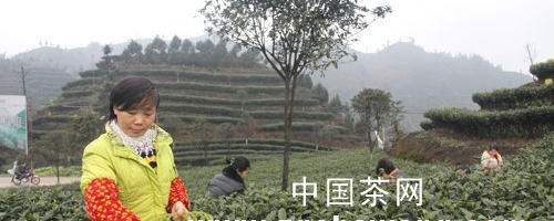 有关于宜宾高县：春色满园茶飘香的热门新闻