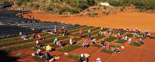 关于盘县农民专业合作社茶叶苗圃初冬育茶苗的热门消息