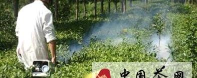 关于凤冈县茶园试用茶树绿色防控新技术的新闻