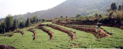 有关于福建茶叶之乡走上农机化道路的最新资讯