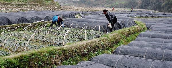 关于恩施全市800亩茶叶苗圃进入春管期的最新消息