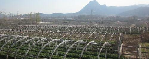 有关于山东即墨鳌角石：一村仨名牌 茶叶香飘万里的热门消息