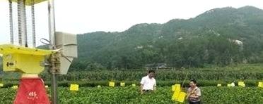 关于岳西县建立千亩茶叶绿色防控示范区的新闻