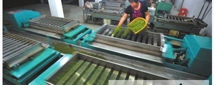 有关于茶叶生产机械化 我国茶叶加工自动化成趋势的热门新闻