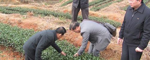 有关于三明市一茶叶标准园建设项目通过验收的热门消息