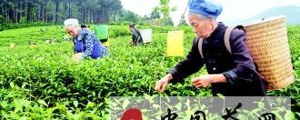 有关于万亩白茶引领农业转型的热门新闻