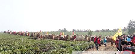 有关于重走茶叶之路 湖南黑茶巡游世界的资讯