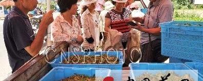 关于浙江磐安 高山夏茶开始采摘的热门消息