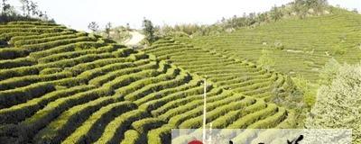 有关于固始县多措并举做大做强茶产业的热门资讯