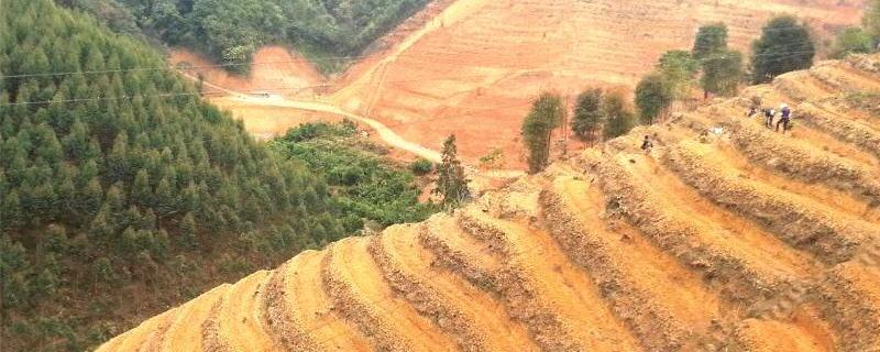 关于佛冈县全力打造首家生态观光茶园的消息