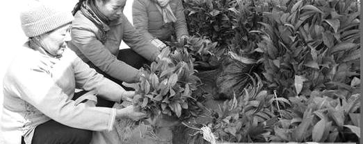 有关于三江县不断优化茶叶品种效益佳的热门资讯