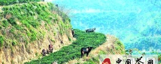 关于安溪有机茶发展驶入快车道的最新资讯