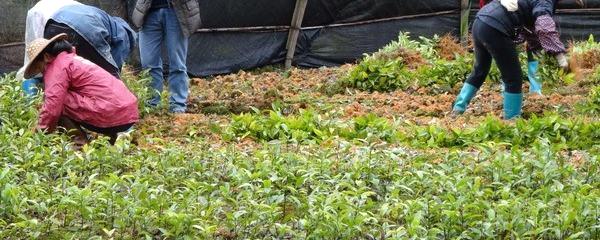 关于广西金秀县野生茶育苗基地苗木出圃了的新闻